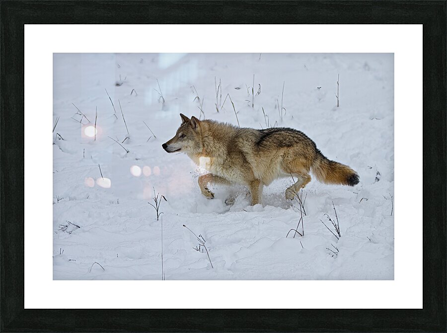 ANI 02578 Picture Frame print