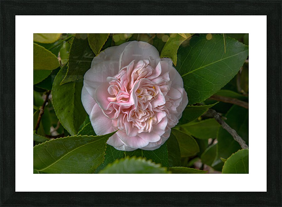 FLO 02558 Picture Frame print