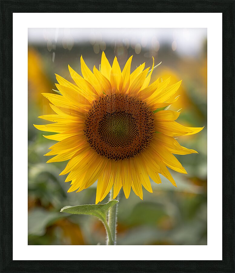 FLO 02580 Picture Frame print