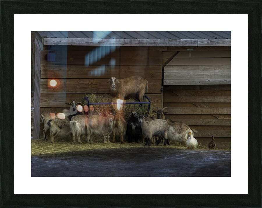 ANI 02594 Picture Frame print