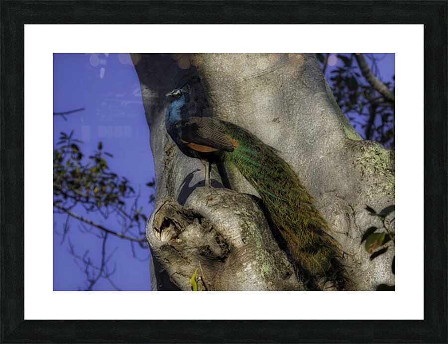BIR 02600 Picture Frame print