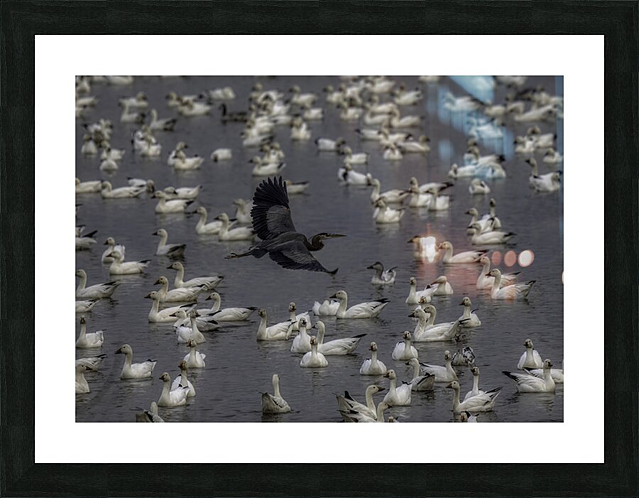 BIR 02602 Picture Frame print