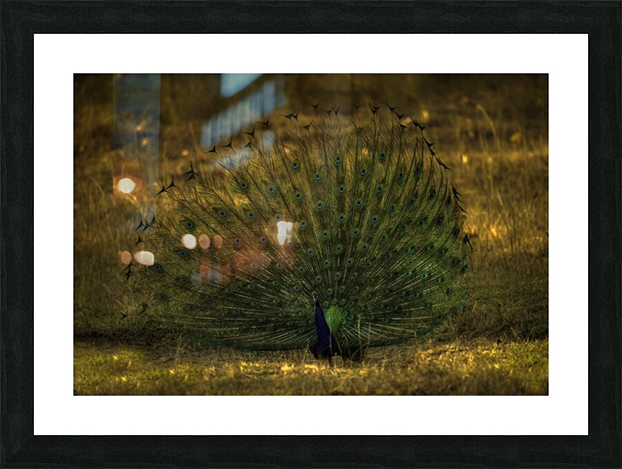 BIR 02627 Picture Frame print