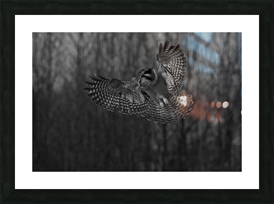 BIR 02630 Picture Frame print
