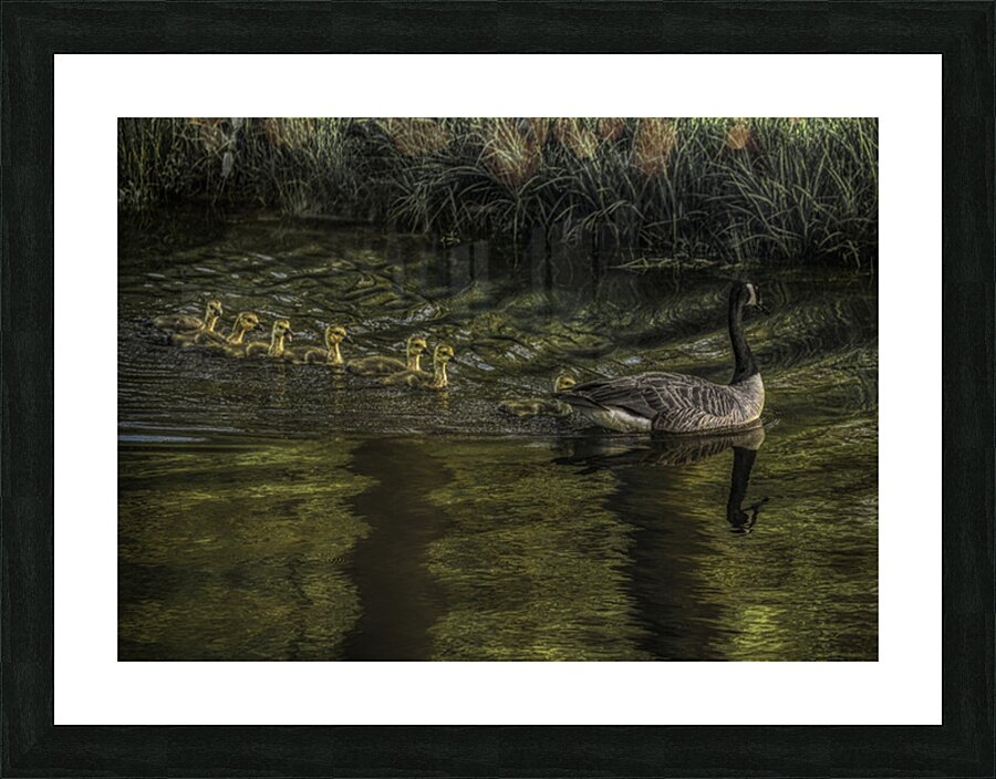 BIR 02621 Picture Frame print