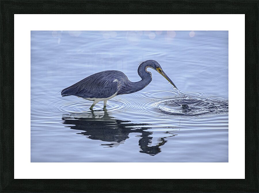 BIR 02616 Picture Frame print