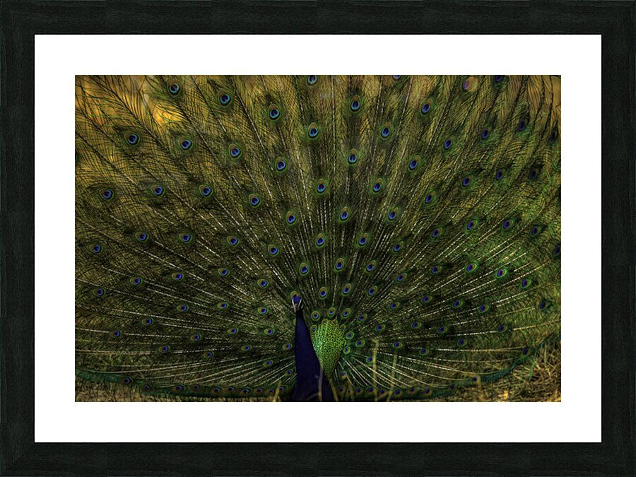 BIR 02628 Picture Frame print