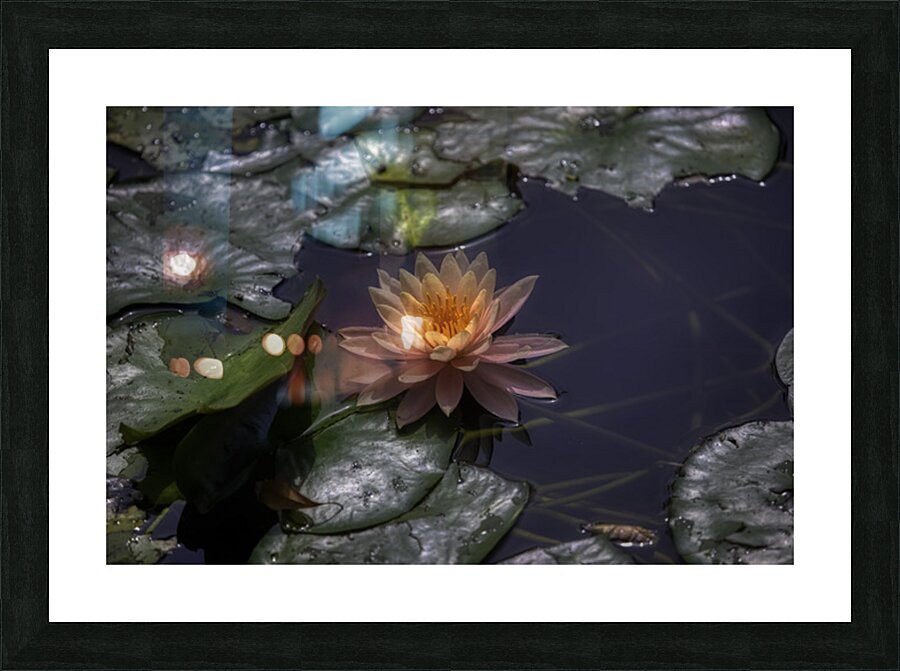 FLO 02597 Picture Frame print