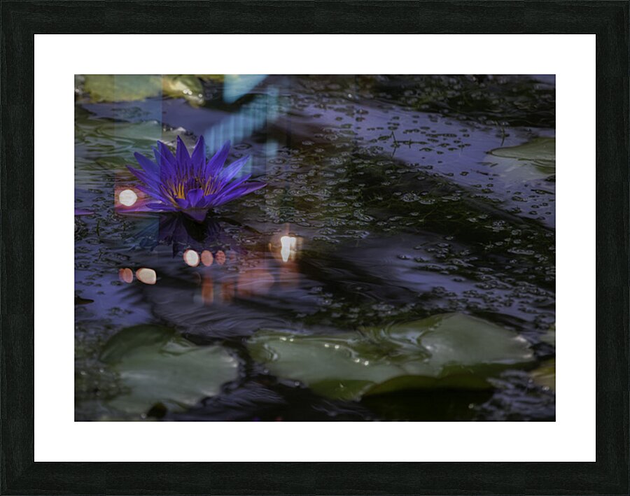 FLO 02598 Picture Frame print