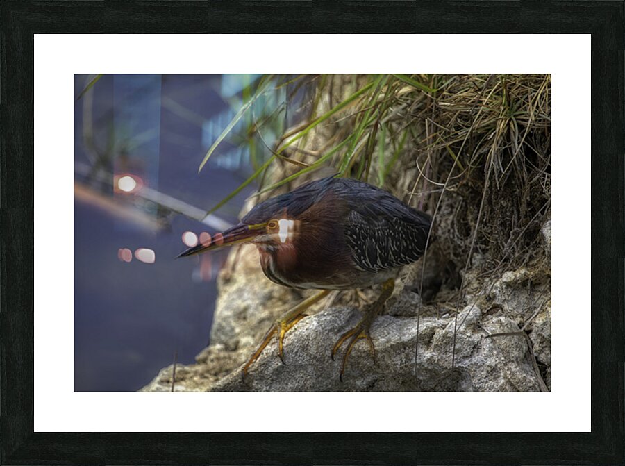 BIR 02657 Picture Frame print