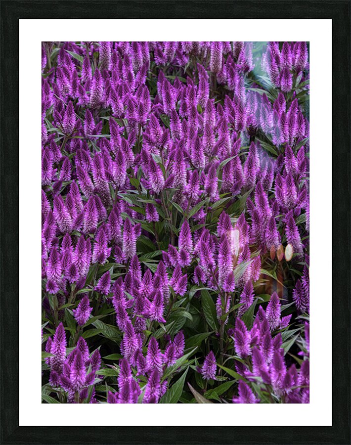 FLO 02649 Picture Frame print