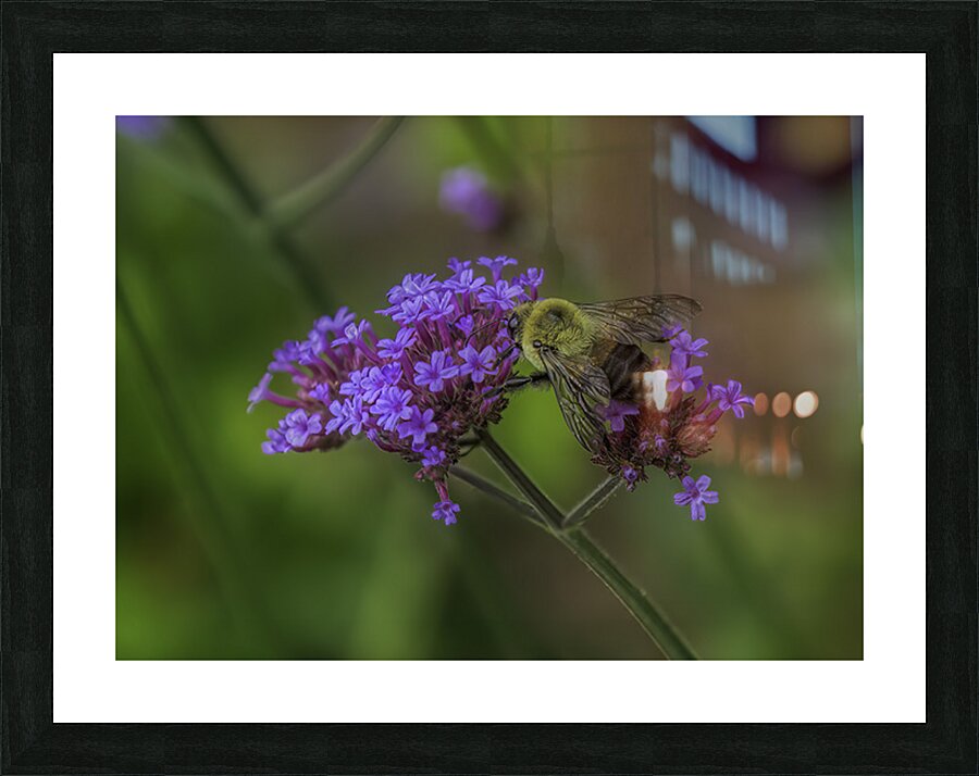 FLO 02650 Picture Frame print
