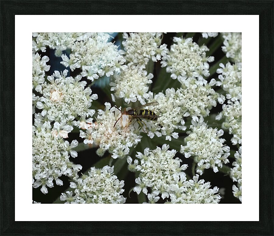 FLO 02659 Picture Frame print