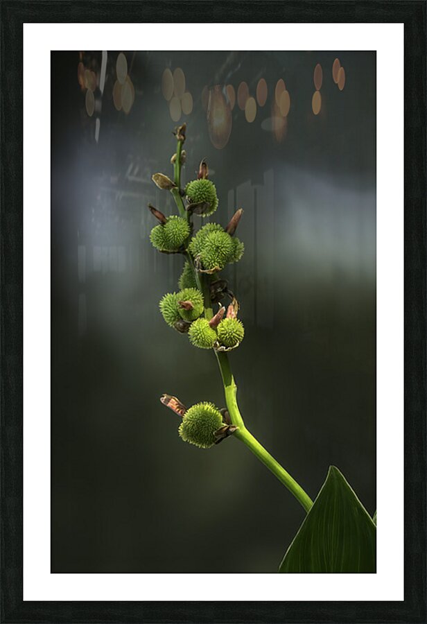 FLO 02663 Picture Frame print