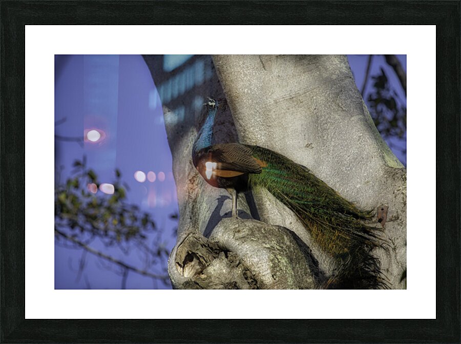 BIR 2671 Picture Frame print