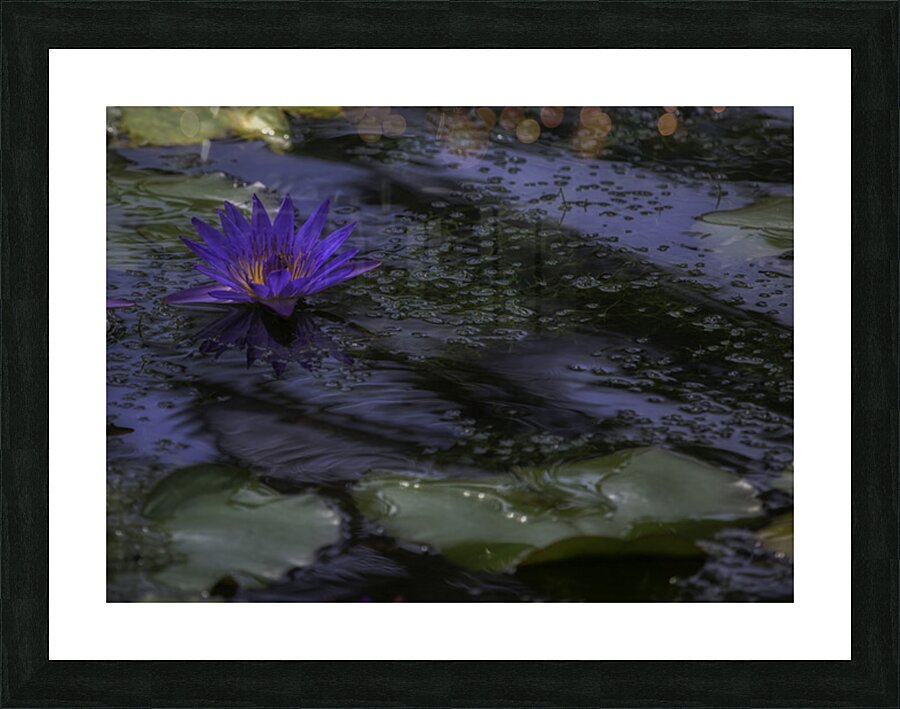 FLO 2685 Picture Frame print