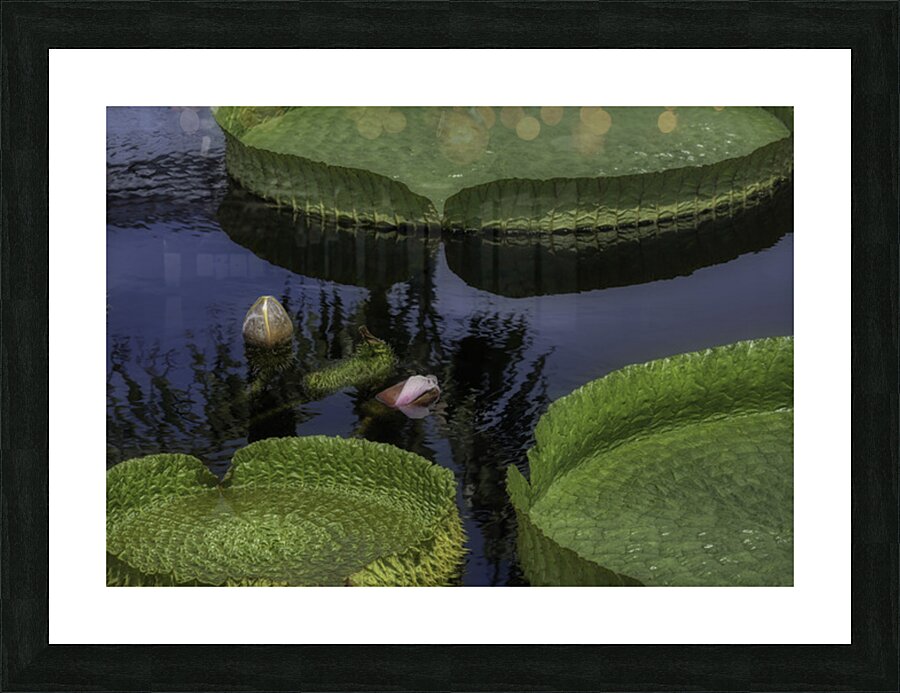 FLO 2698 Picture Frame print