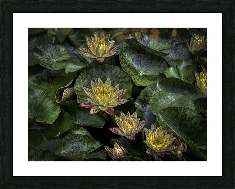 FLO 2706 Picture Frame print