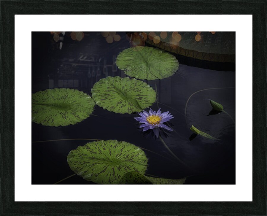 FLO 2703 Picture Frame print