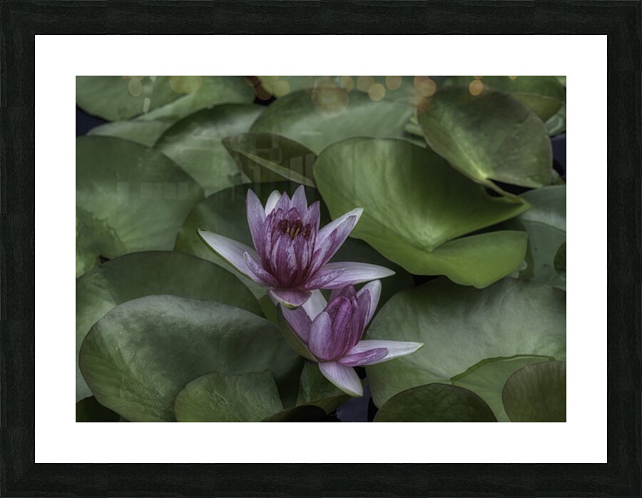 FLO 2704 Picture Frame print
