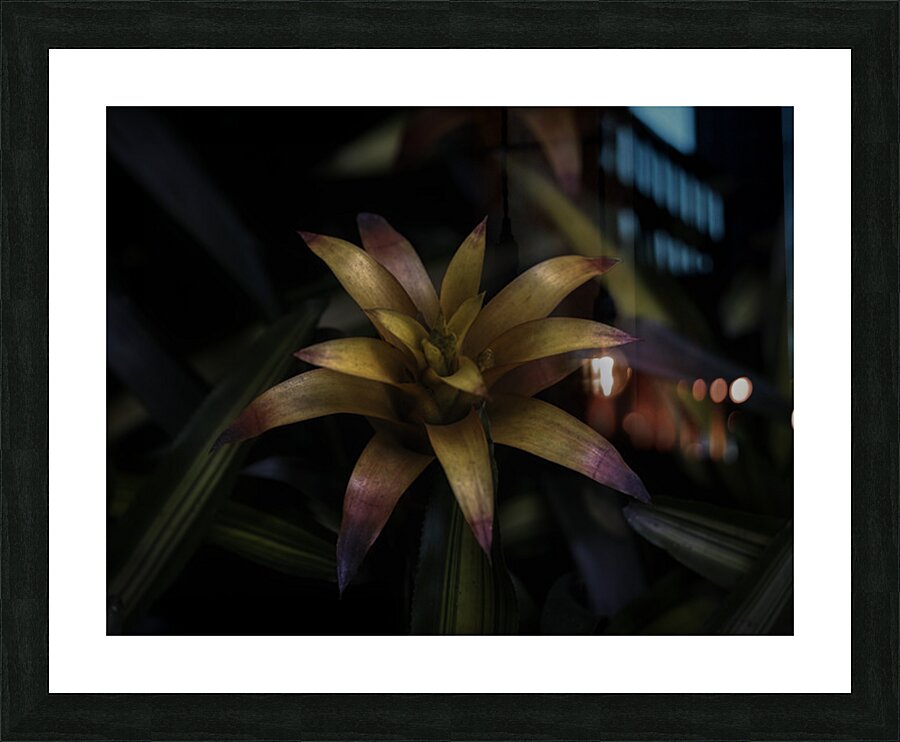FLO 2709 Picture Frame print