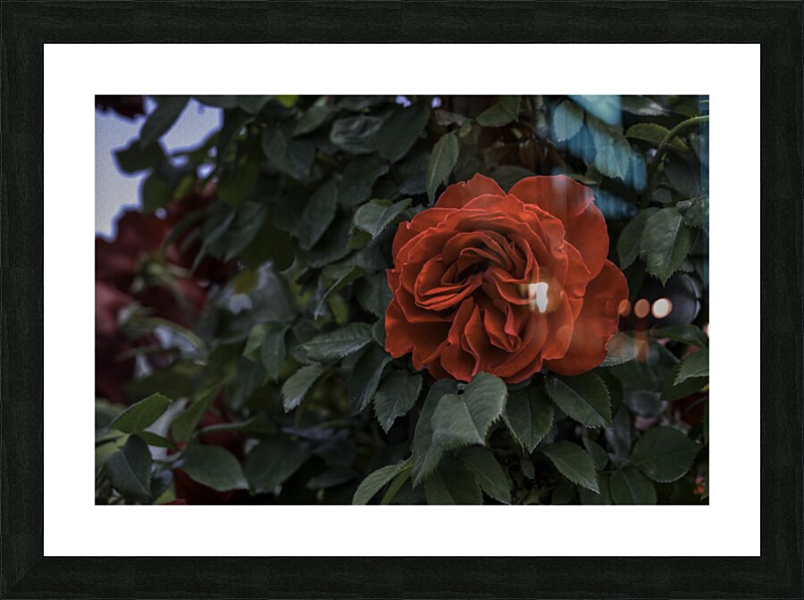 FLO 2712 Picture Frame print