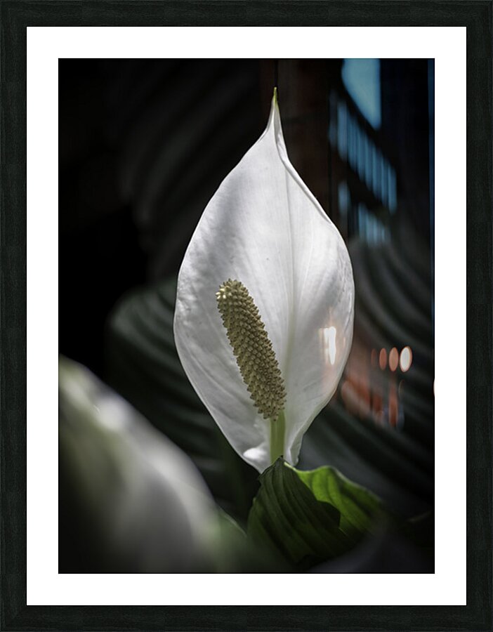 FLO 2710 Picture Frame print