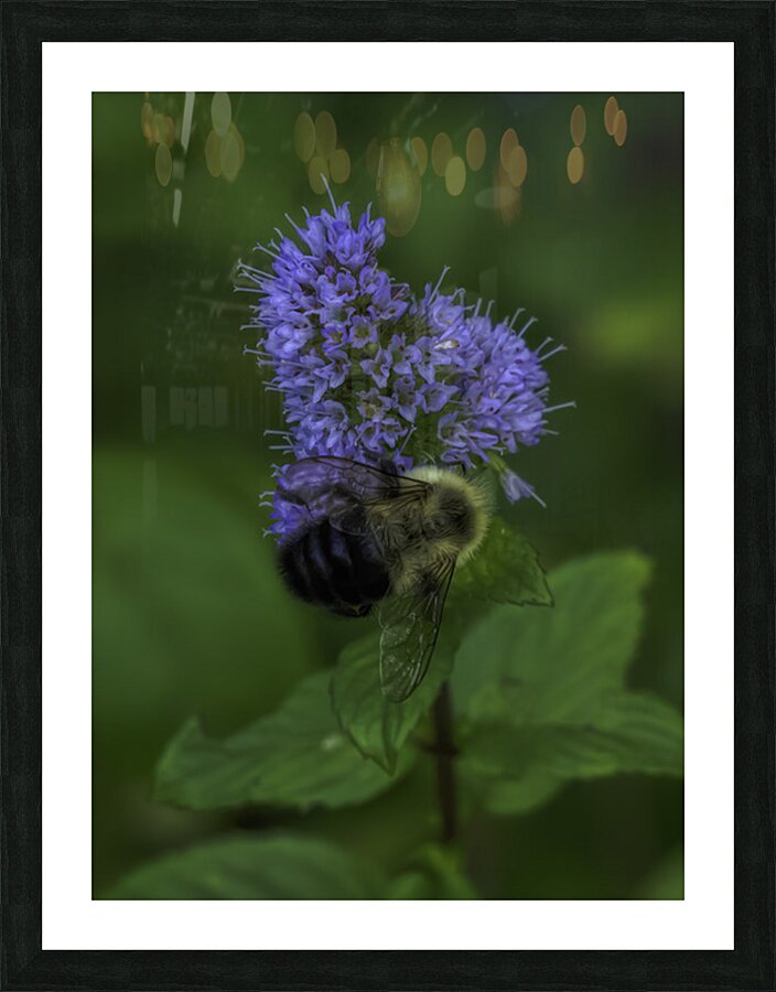 INS 2675 Picture Frame print