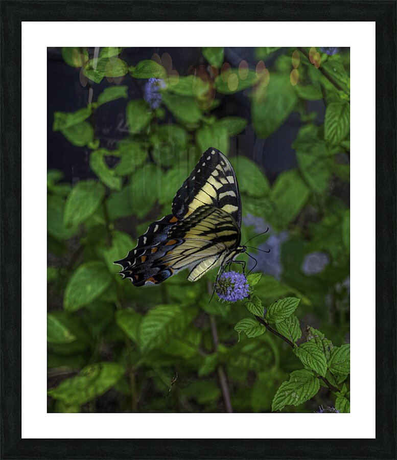 INS 2673 Picture Frame print
