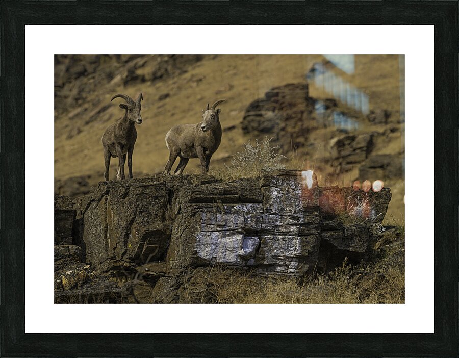 ANI 00111 Picture Frame print