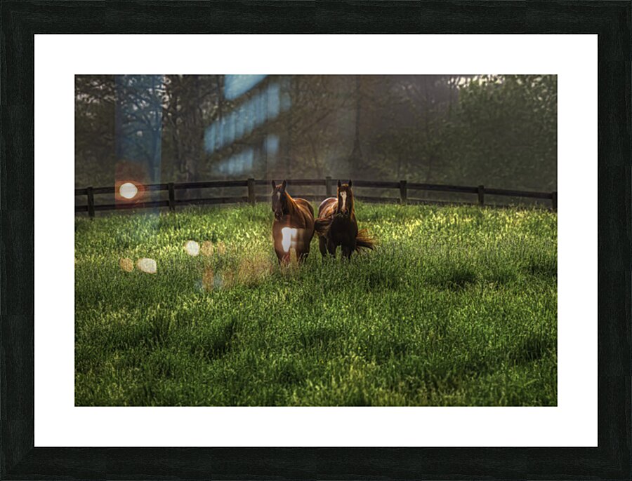 ANI 00107 Picture Frame print