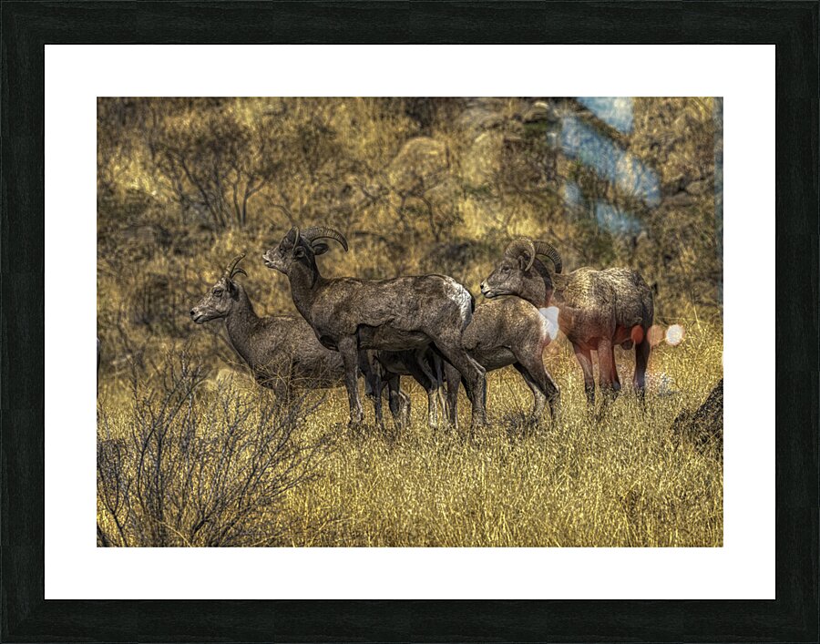 ANI 00113 Picture Frame print