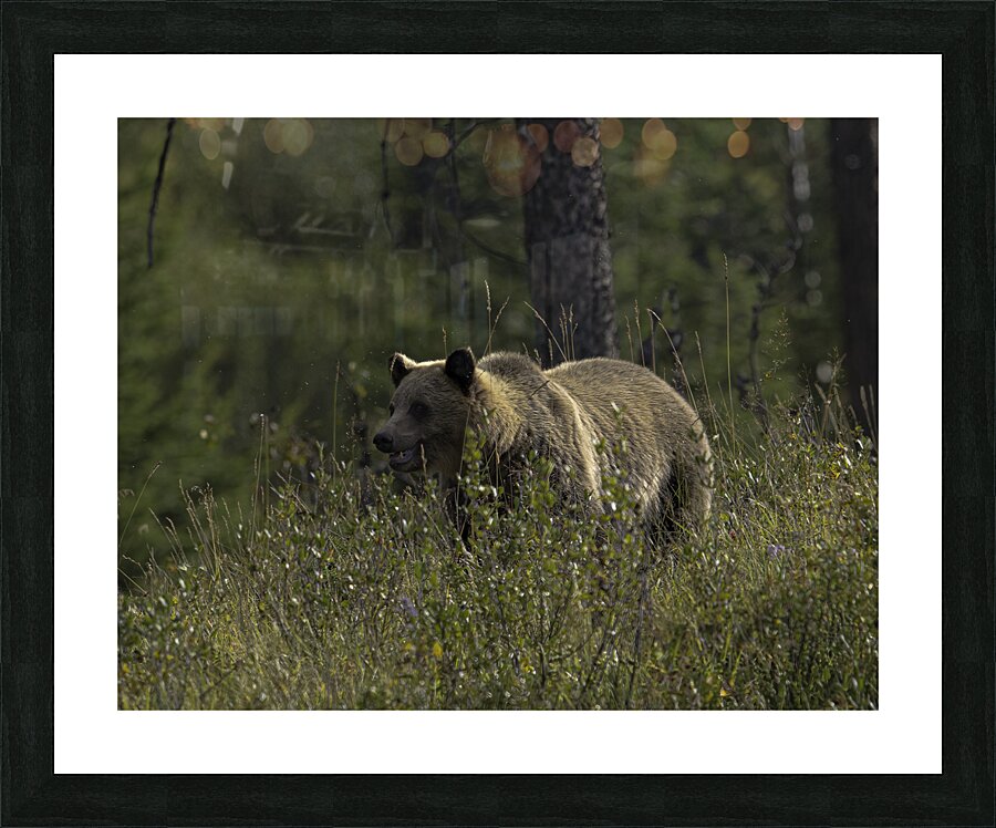 ANI 00119 Picture Frame print