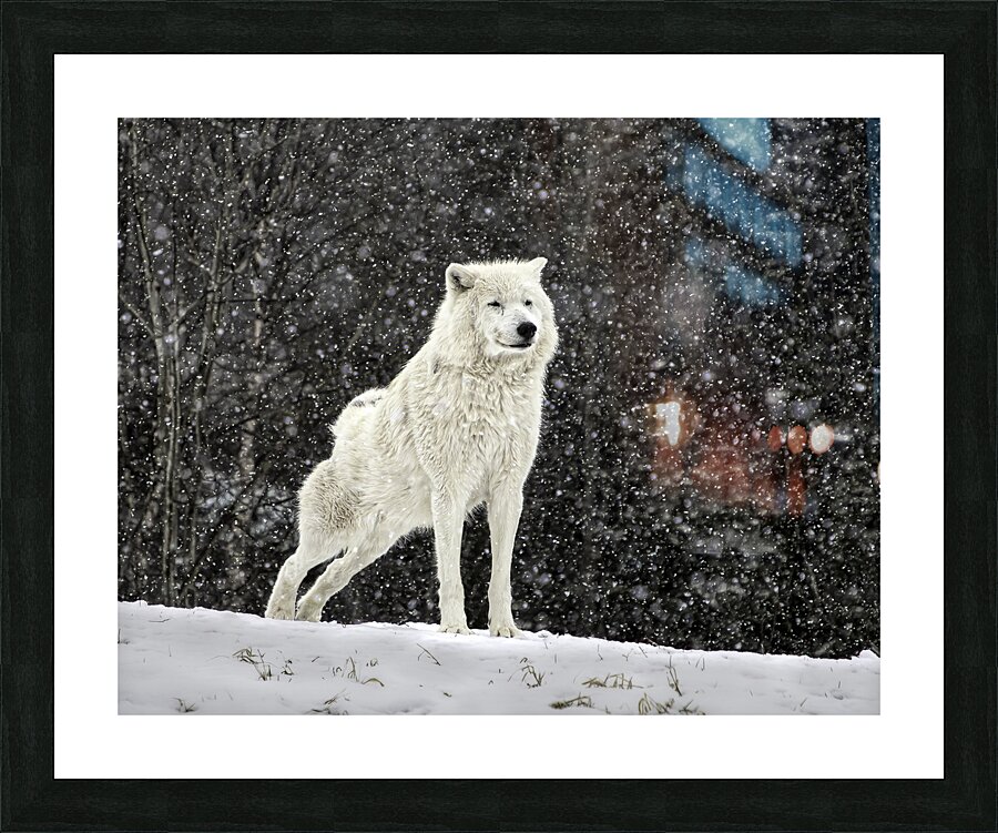 ANI 00104 Picture Frame print
