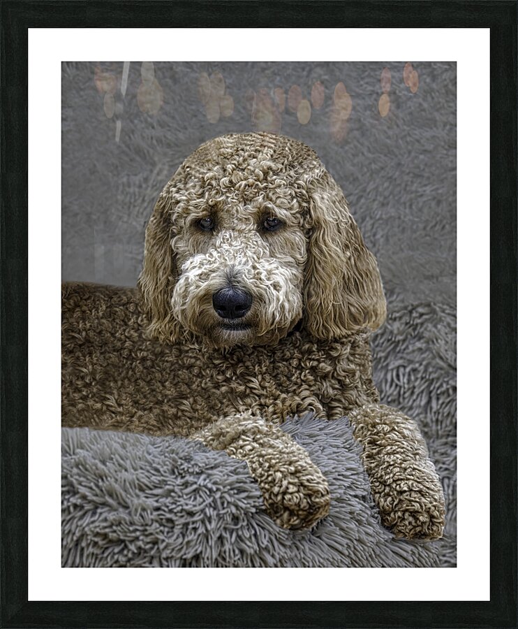 ANI 00101 Picture Frame print