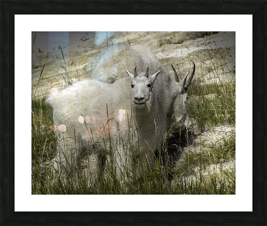 ANI 00120 Picture Frame print