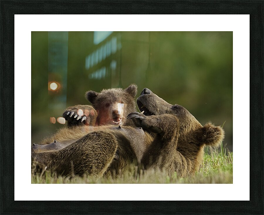 ANI 00093 Picture Frame print