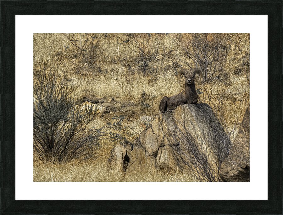 ANI 00115 Picture Frame print