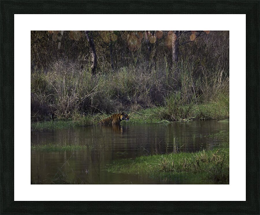 ANI 00117 Picture Frame print