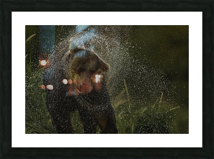 ANI 00131 Picture Frame print
