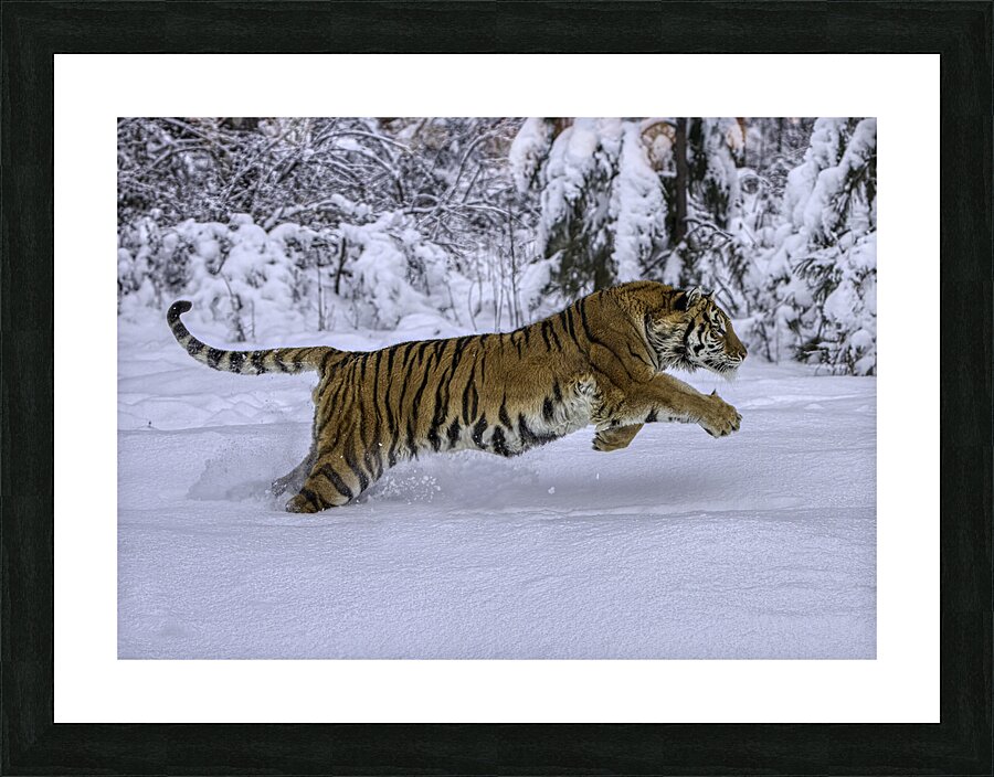 ANI 00140 Picture Frame print