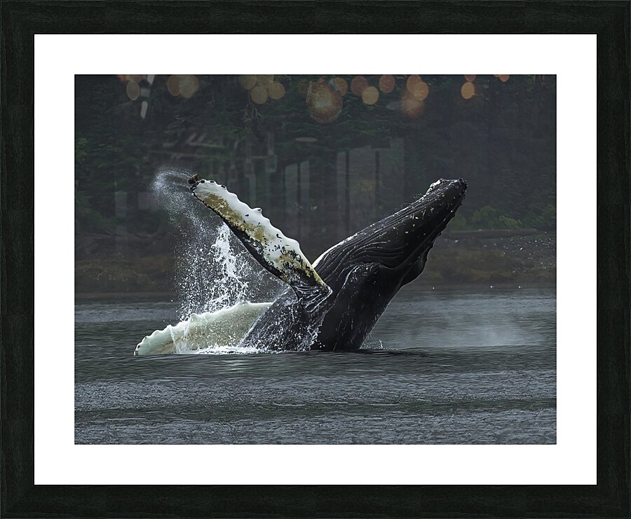 ANI 00124 Picture Frame print