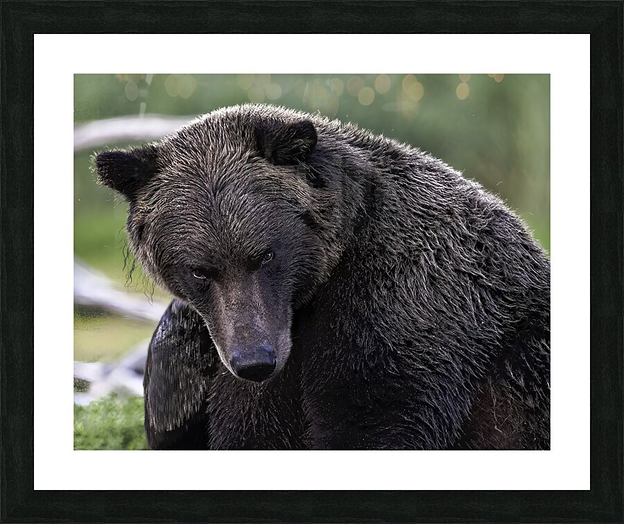 ANI 00133 Picture Frame print