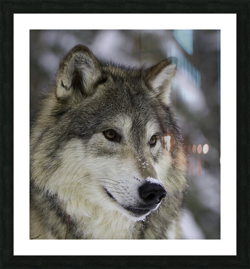 ANI 00147 Picture Frame print