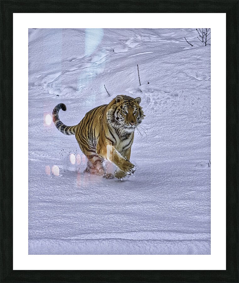 ANI 00141 Picture Frame print