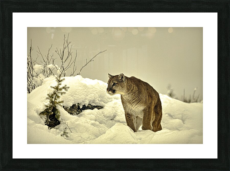 ANI 00155 Picture Frame print