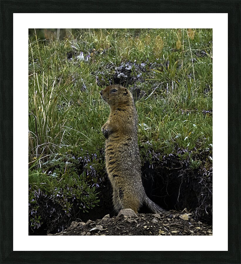 ANI 00180 Picture Frame print