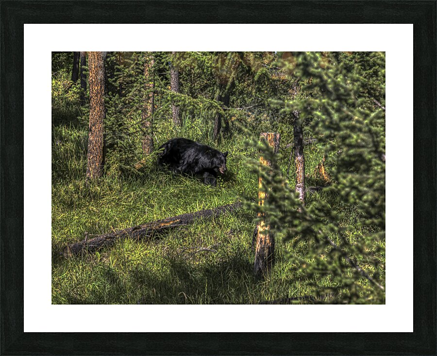 ANI 00176 Picture Frame print