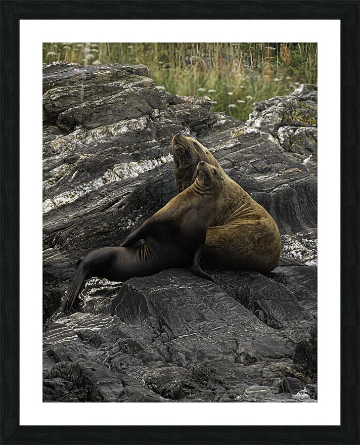 ANI 00178 Picture Frame print