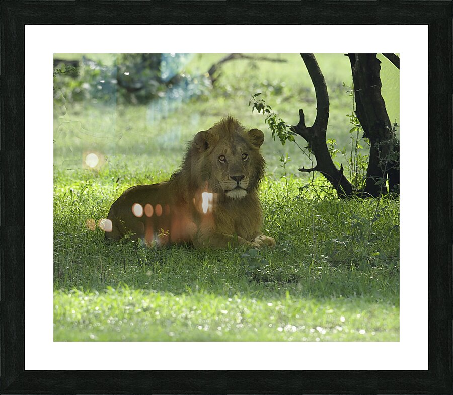 ANI 00167 Impression et Cadre photo